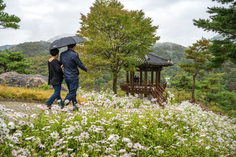 구절초테마공원